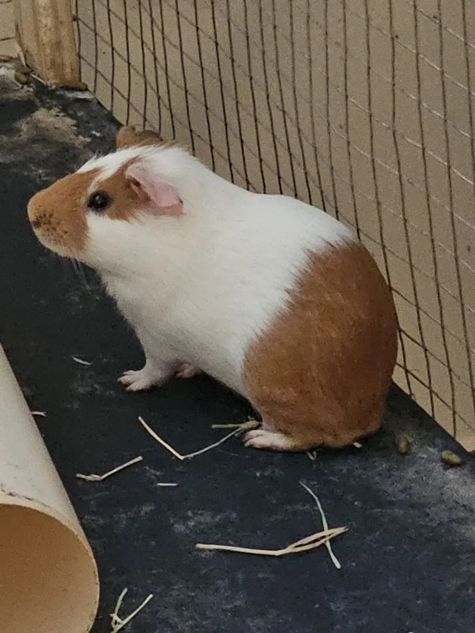 Porquinho Índia adulto - Foto 3