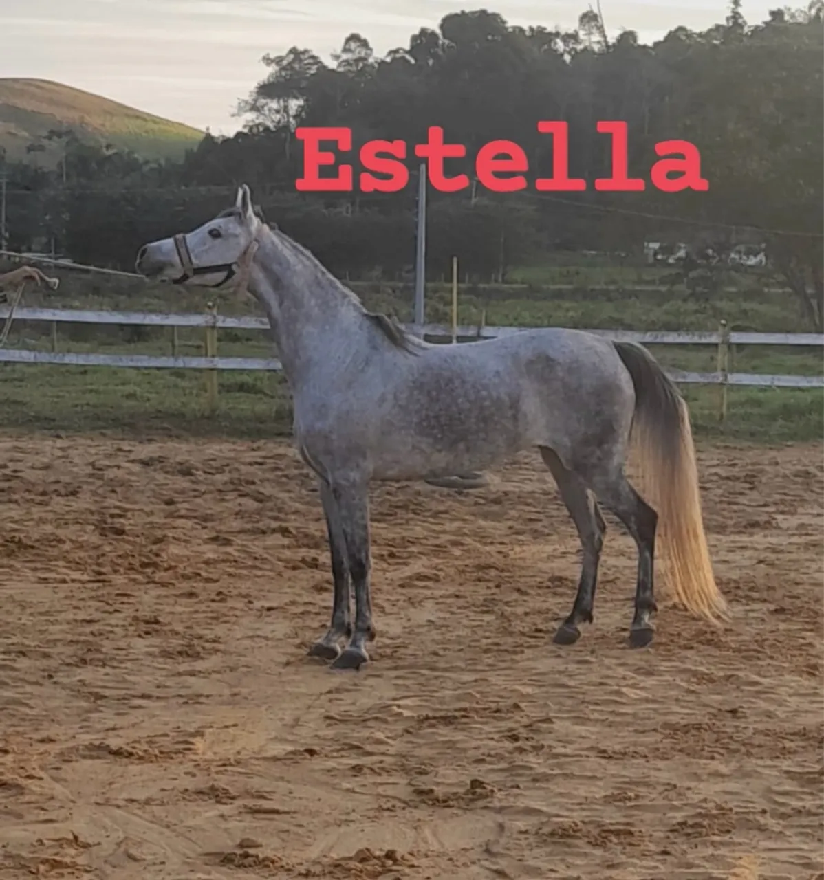 Linda égua Árabe para venda