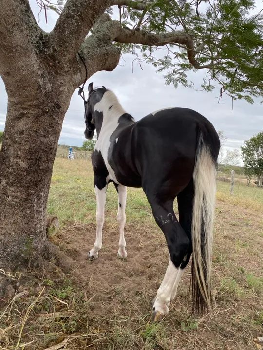 Vendo cavalo registrado no MM - Foto 4