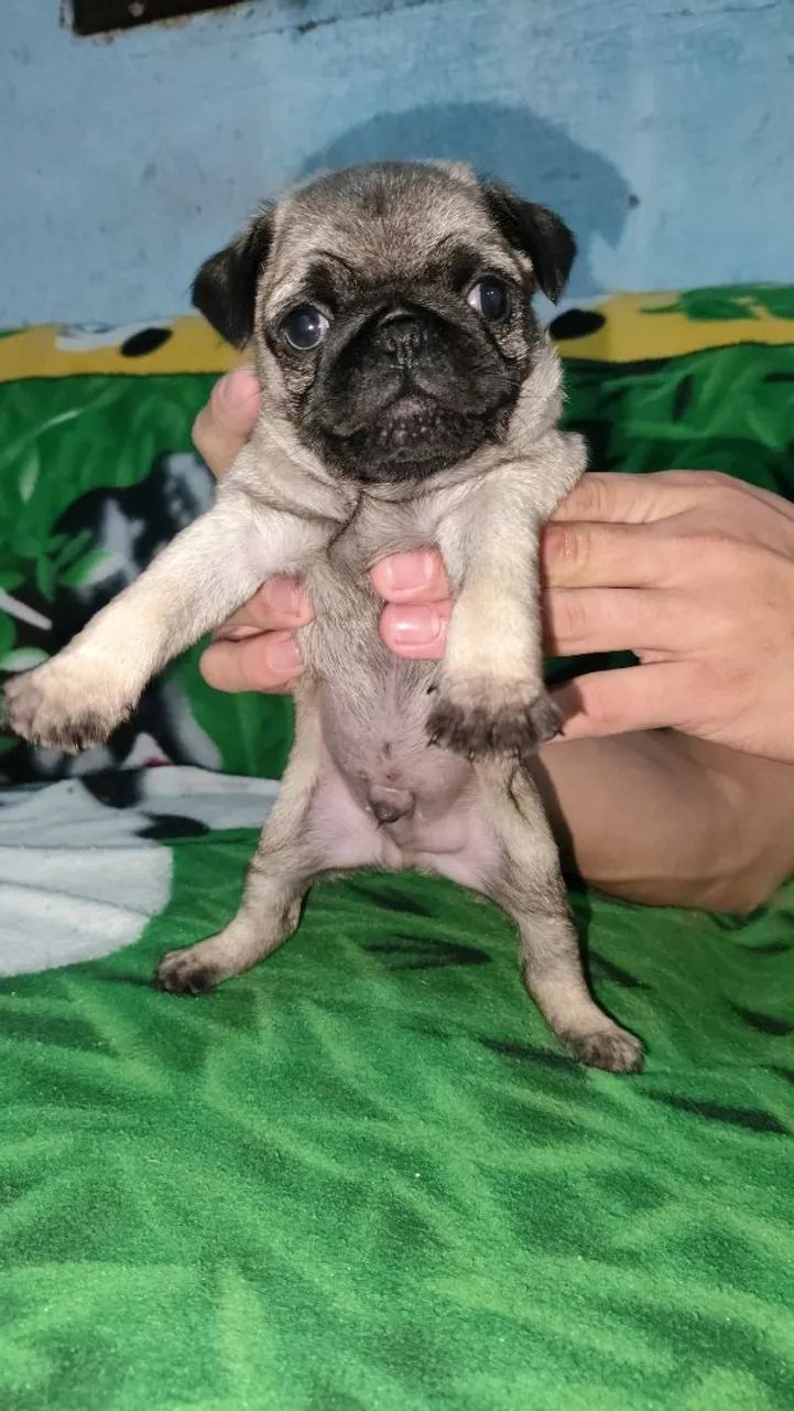 Filhote de Pug adorável - Foto 3