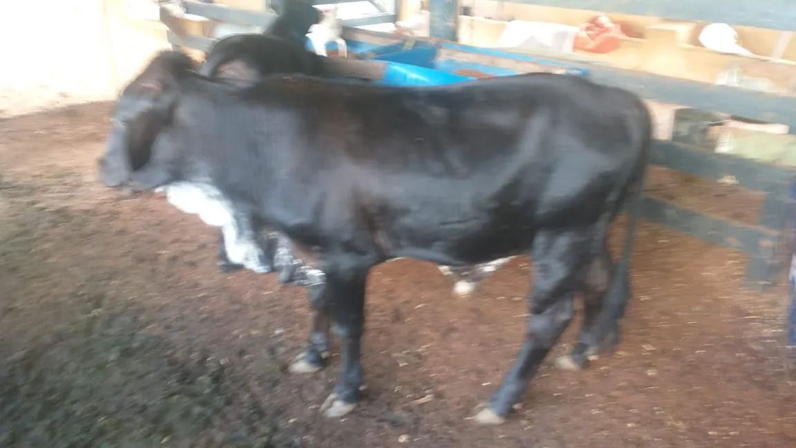 Bezerro e bezerra Jersey docil - Foto 3