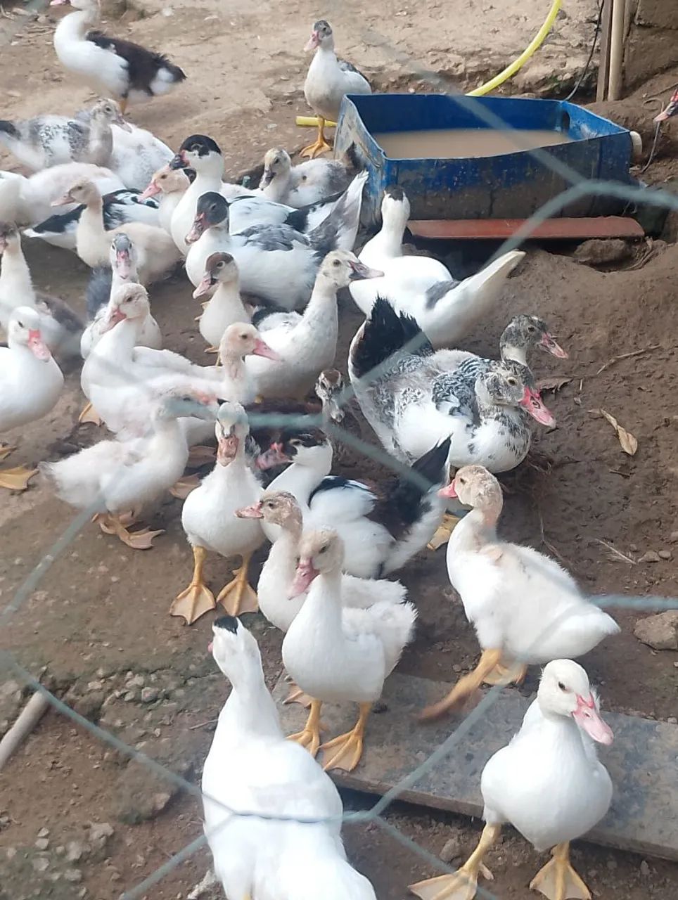 Patos  - Foto 4