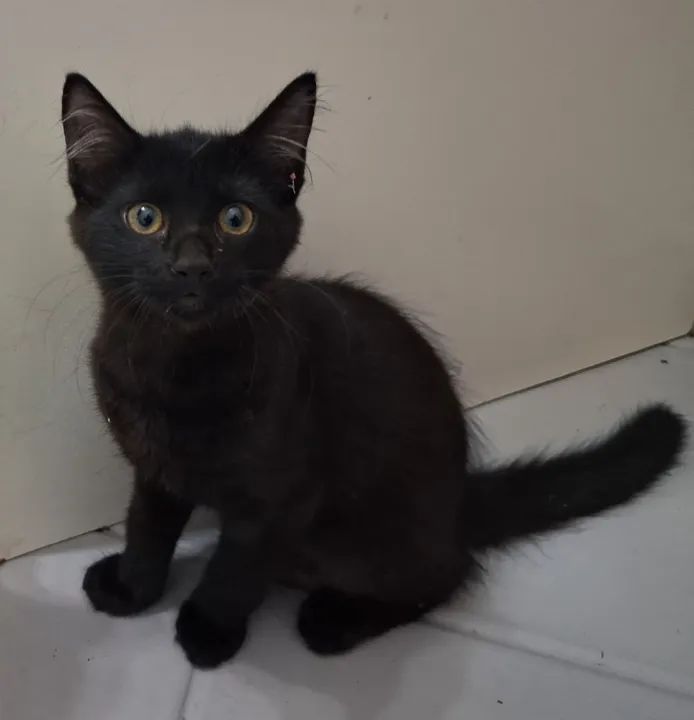 ADOÇÃO RESPONSÁVEL  - Foto 3