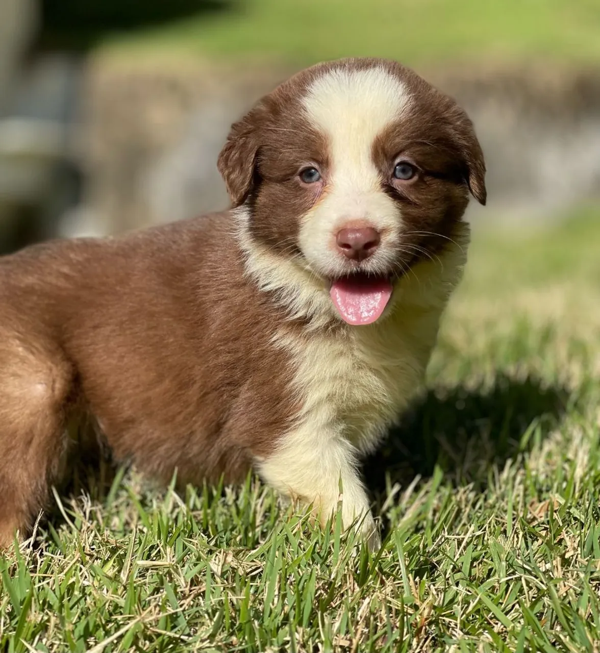Border collie de Itabuna Triunfokennel