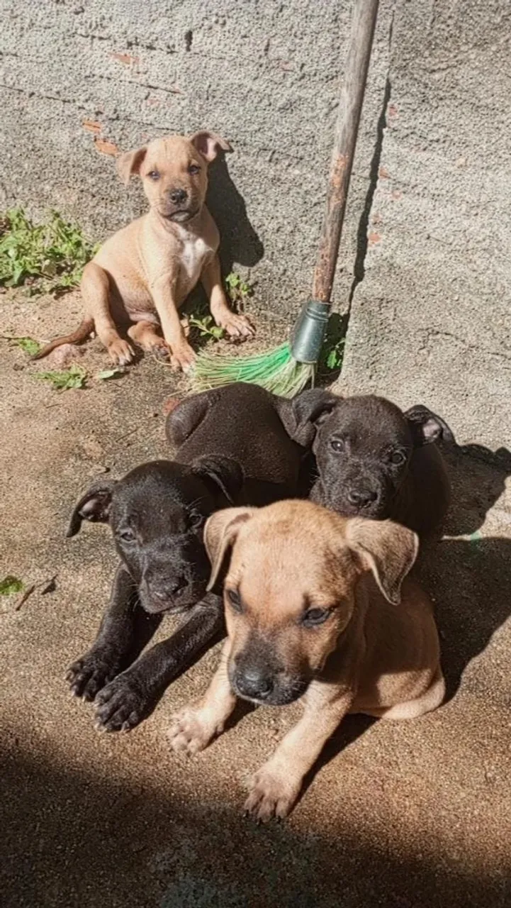 Filhotes de Pitbull à Venda