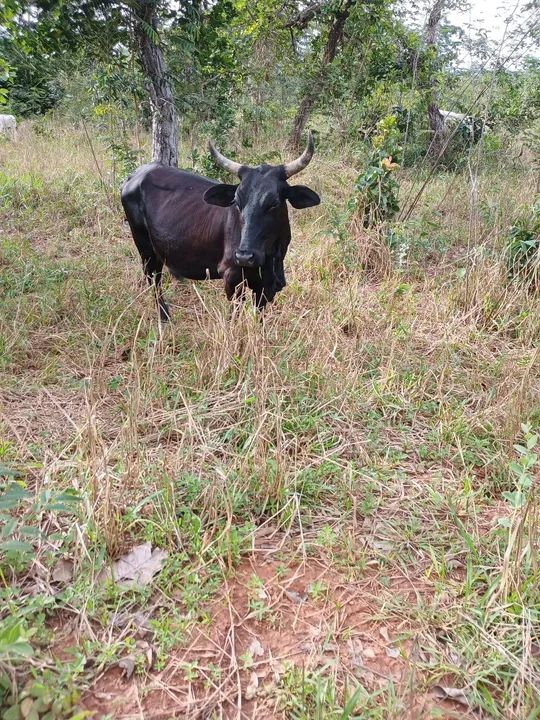 Mini vaca - Animal de Excelente Qualidade