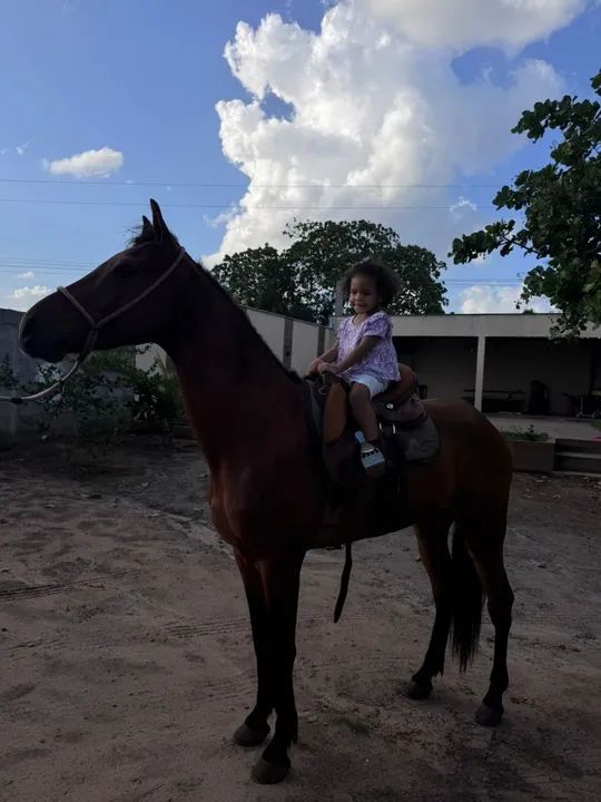 Castradinho de pista dos sonhos! - Foto 3