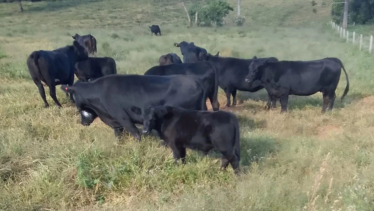Angus vacas novilhas bezerras gado - Foto 5