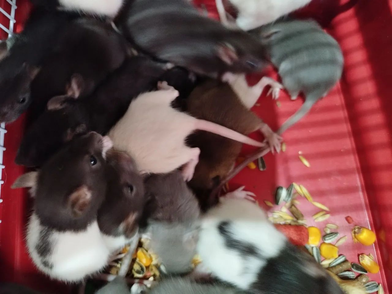Hamster Twister  - Foto 2