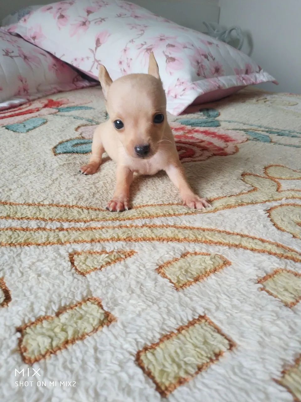 Pinscher zero-muito amor R$1000