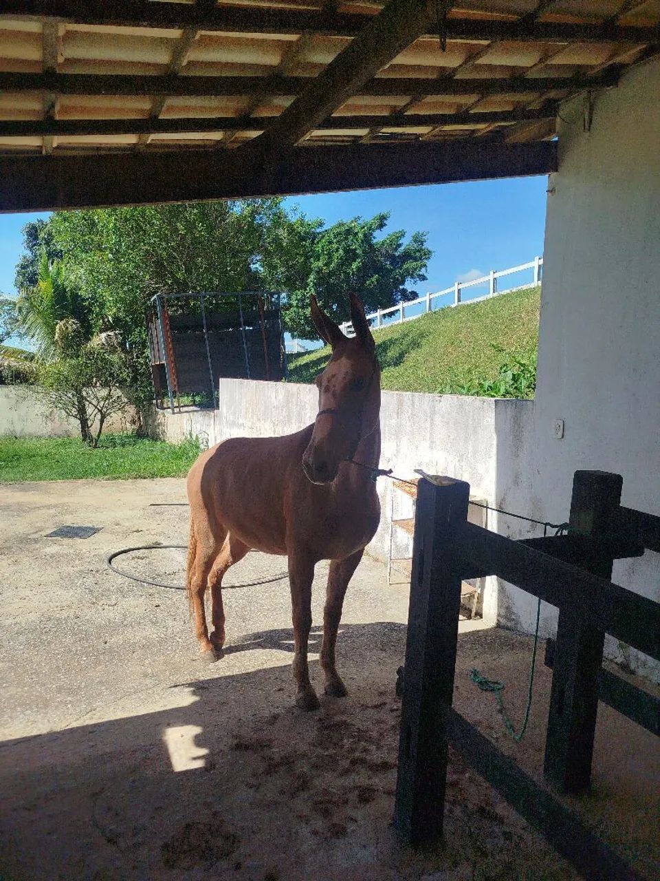 Vendo mula Pega de patrão  - Foto 4