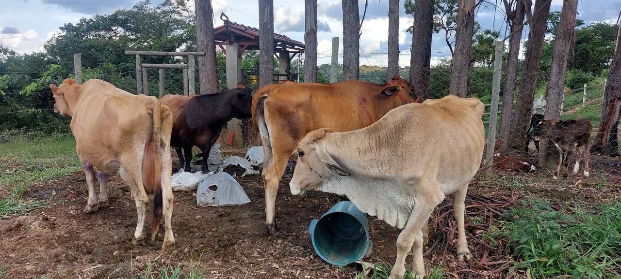 Vacas leiteira - Foto 3