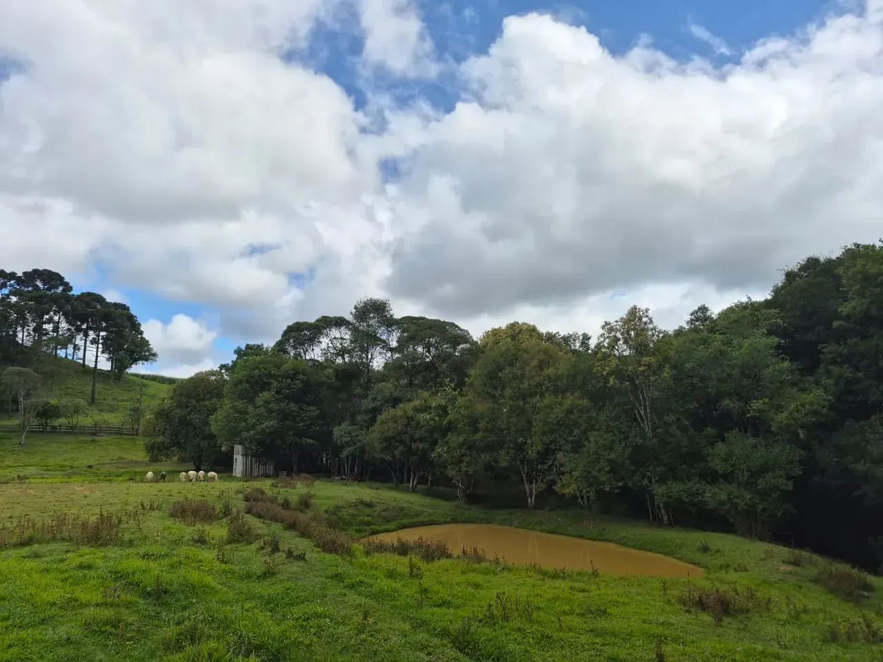 Excelente terreno para chácara em Campo Alegre - Foto 4