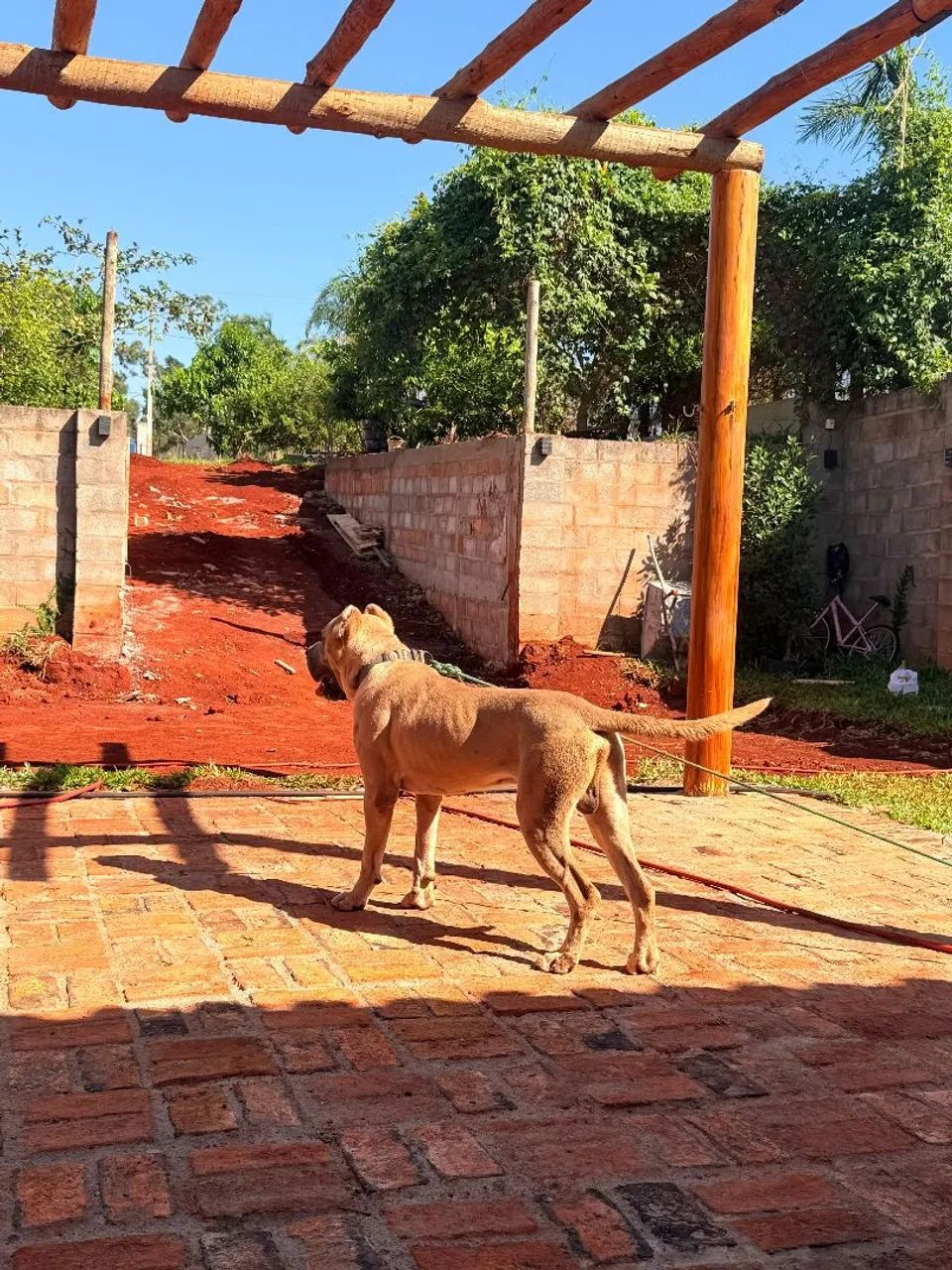 Cane corso  - Foto 3