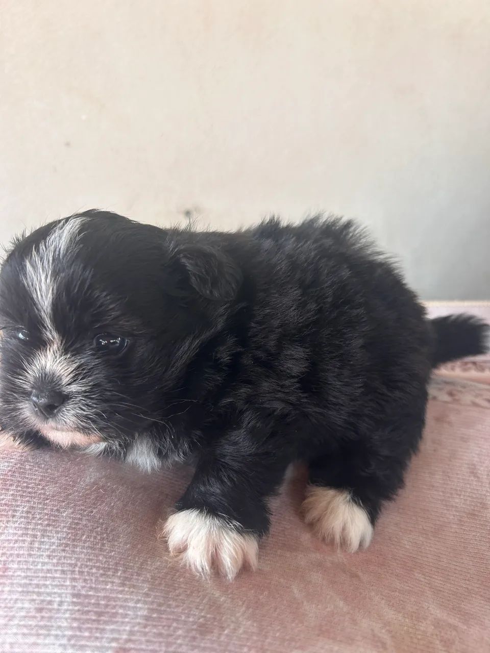 Pets  - Foto 5