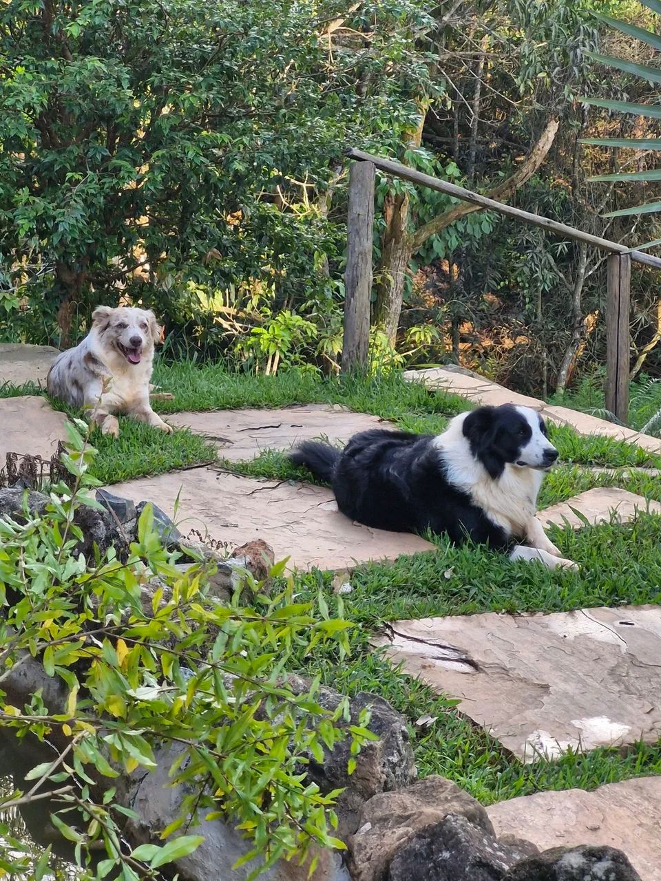 Filhotes de Border Collie  - Foto 6