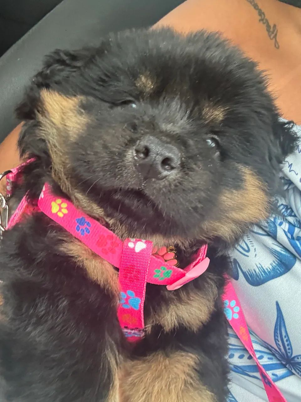 Cachorra