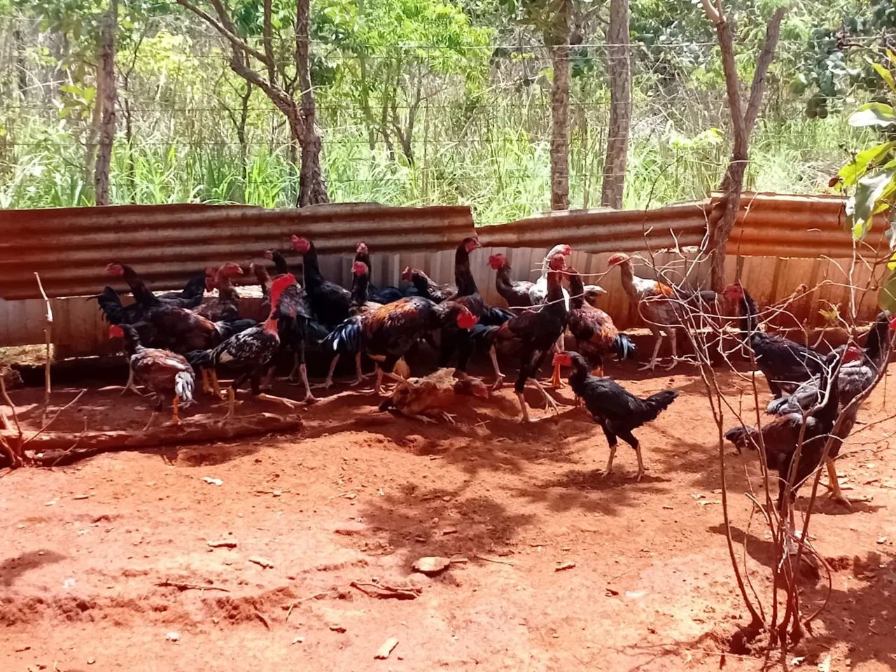 Frango Caipira  - Foto 6