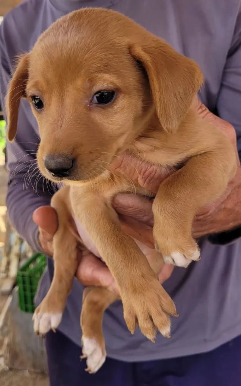 Doação responsável de cachorrinhos - Foto 2