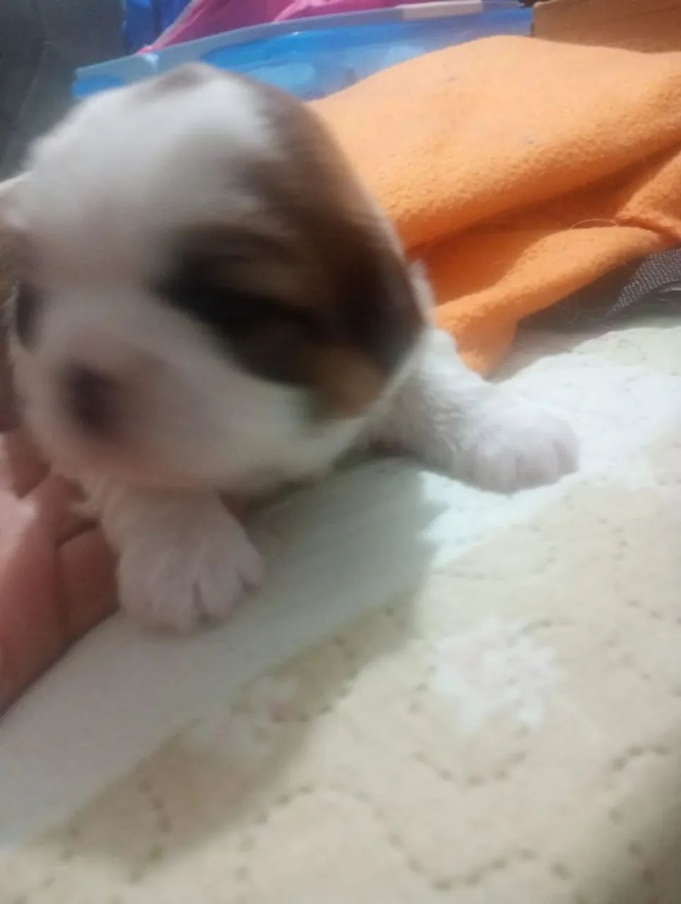 Shis-tzu 