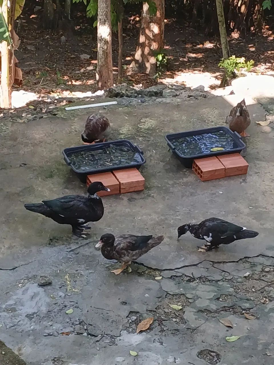 Vendo patos - Foto 5