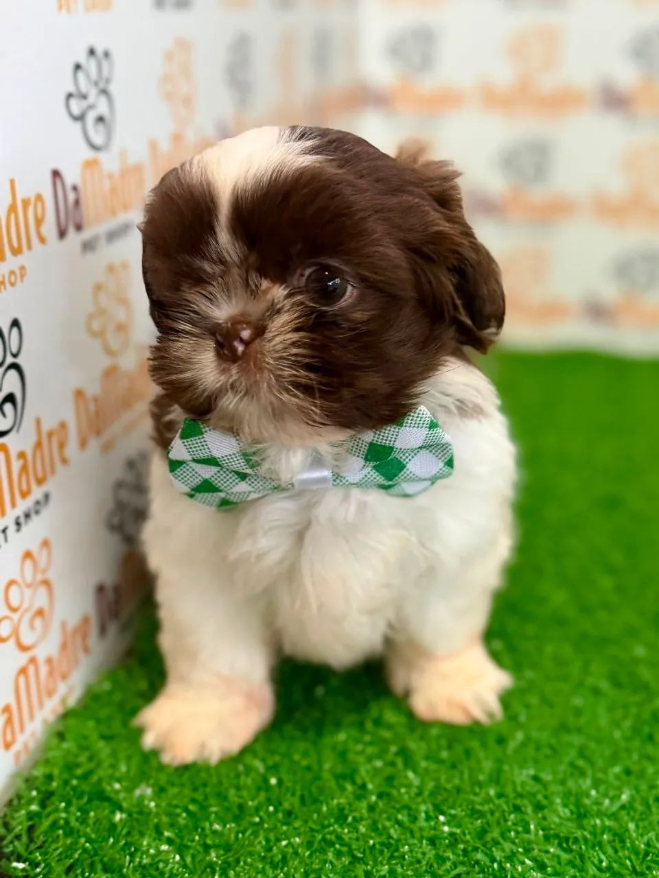 Shih-tzu Macho 