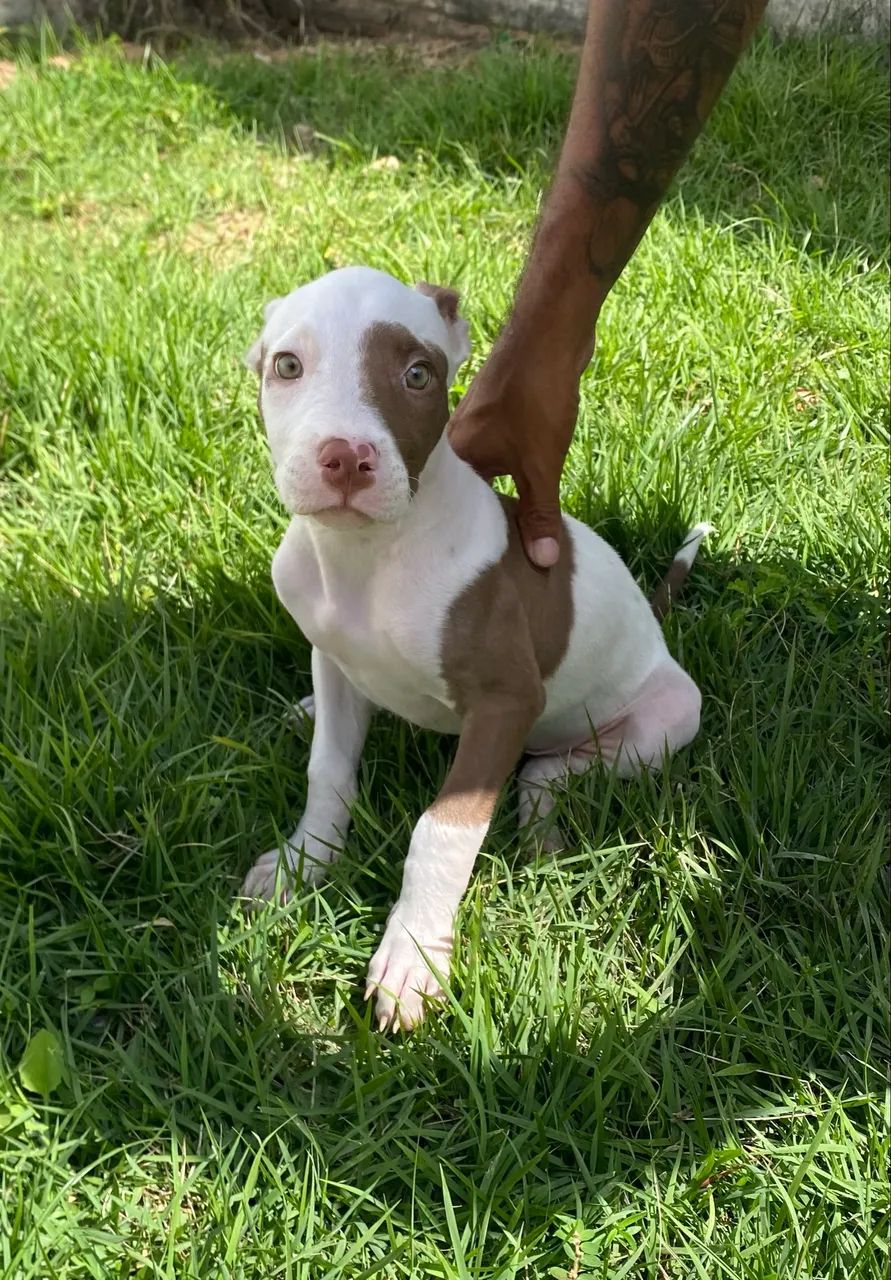 Filhote de Pitbull Macho  - Foto 3