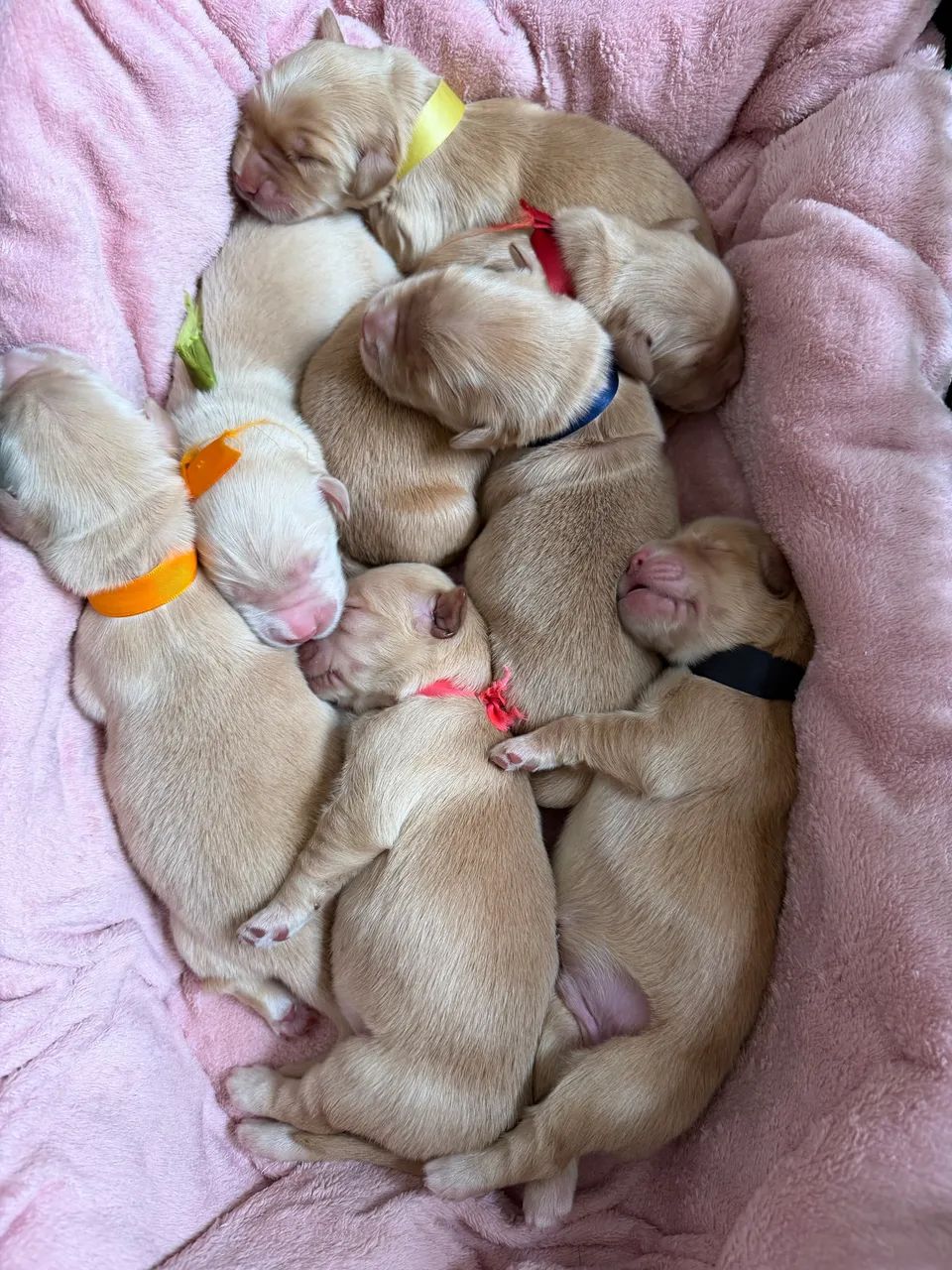 Golden Retriever - Foto 5