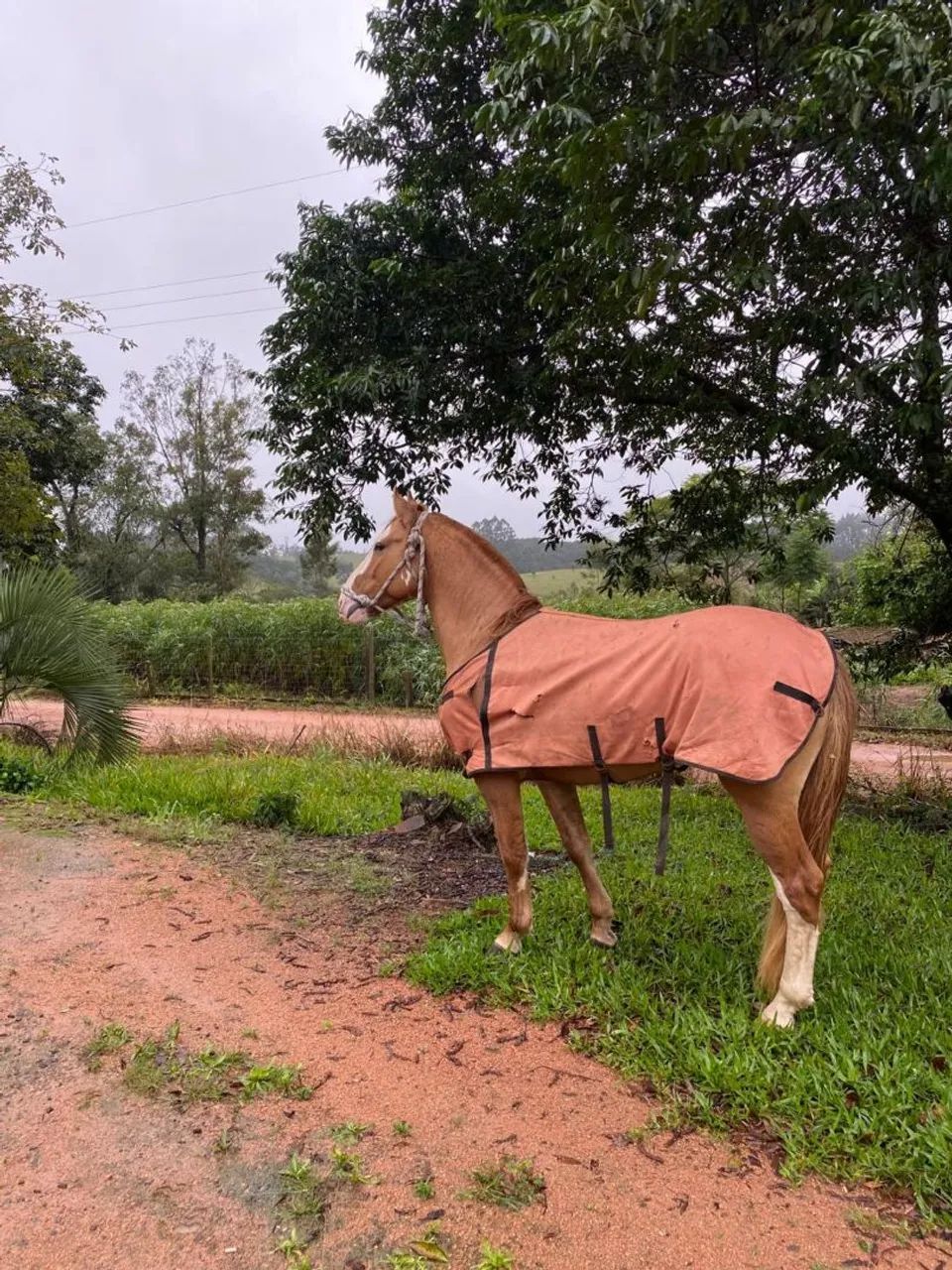 (Cavalo cuiudo crioulo)