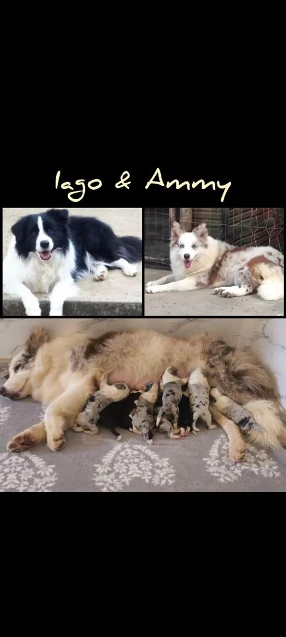 Filhote de Border Collie 
