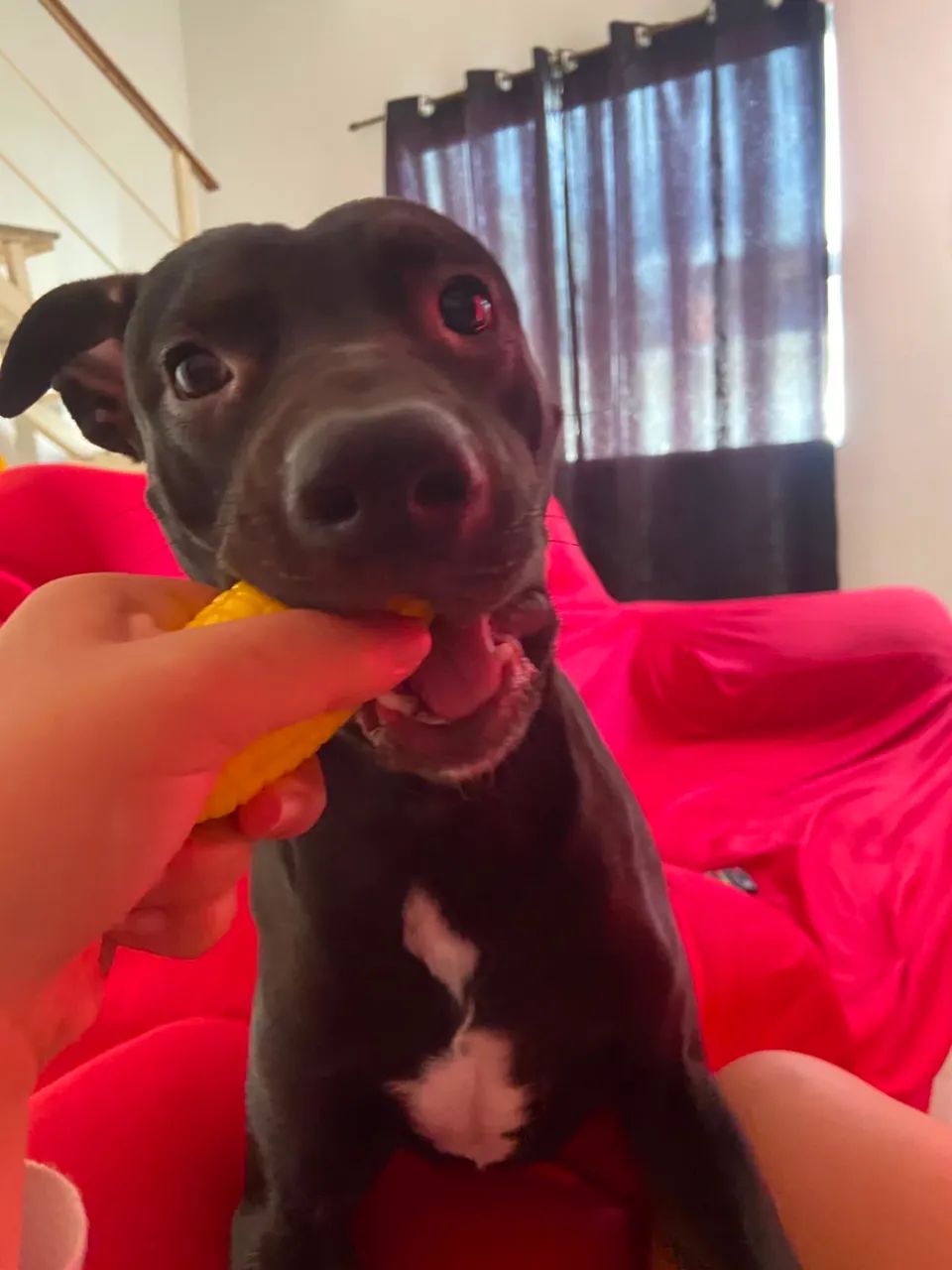 Adoção Responsável  - Foto 4