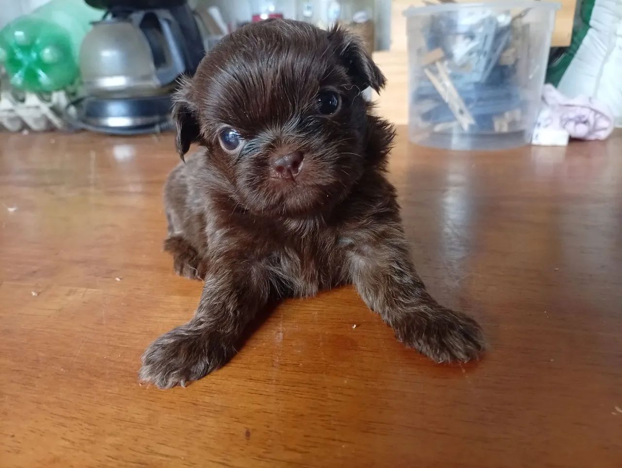 Shitzu chocolate macho - Foto 4