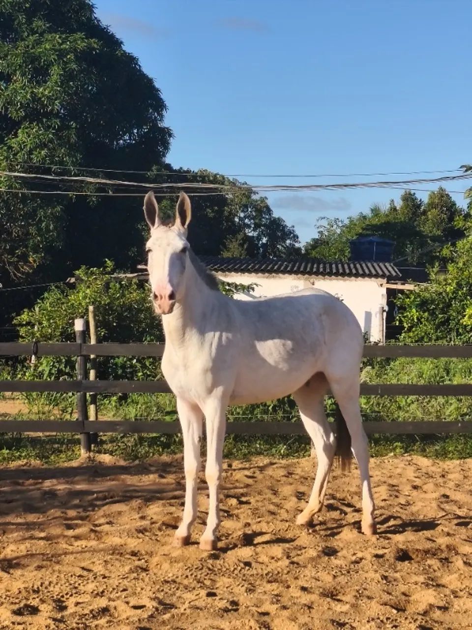 Vendo ou troco mula pampa escondido  - Foto 4