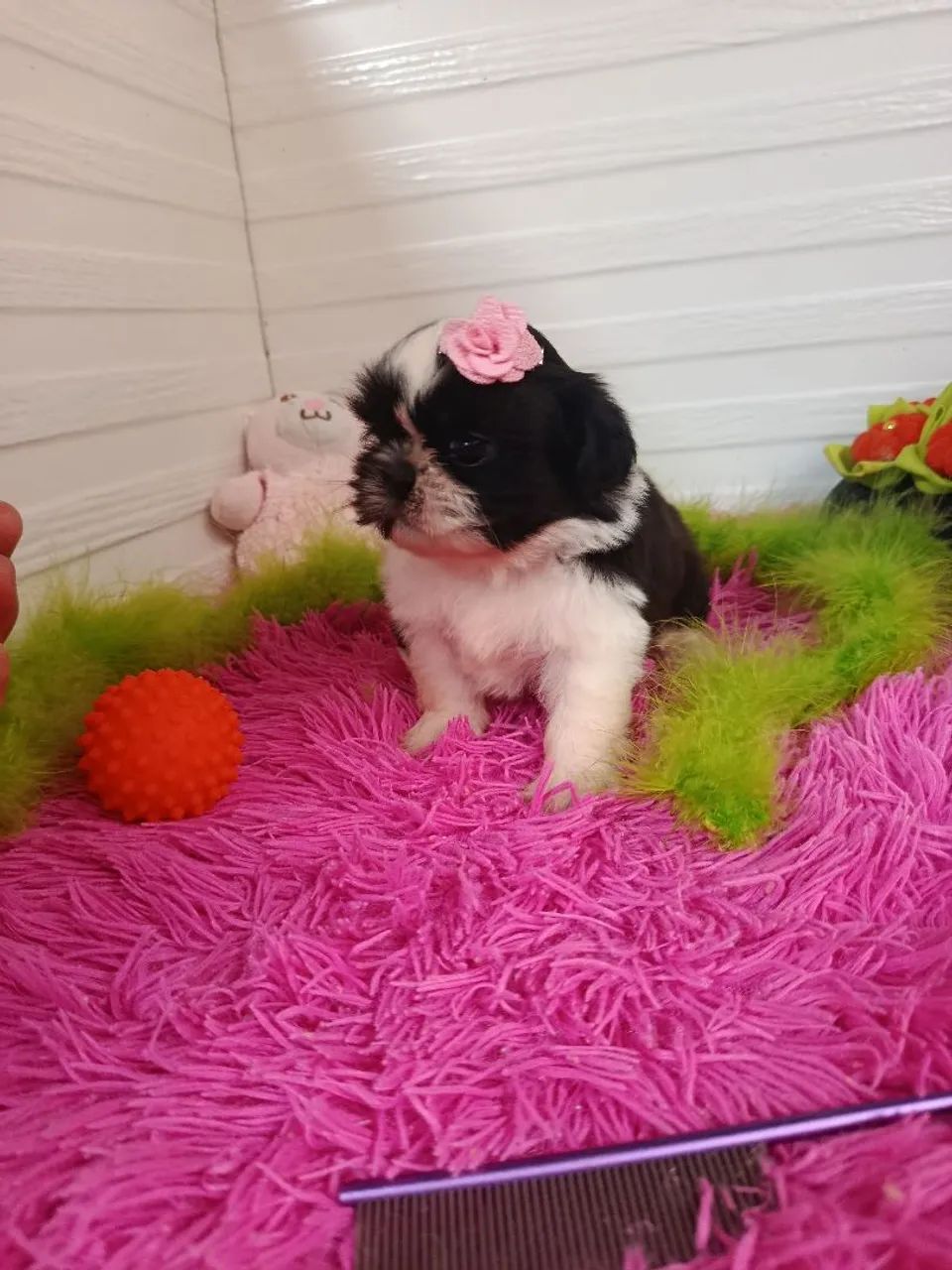 Shitzu  - Foto 3