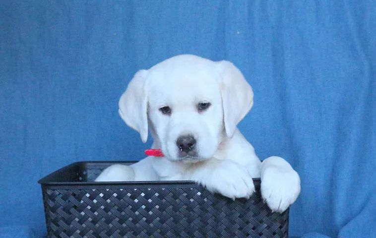 Filhotes de Labrador muito fofos! Chama no WhatsApp para fotos e vídeos!
