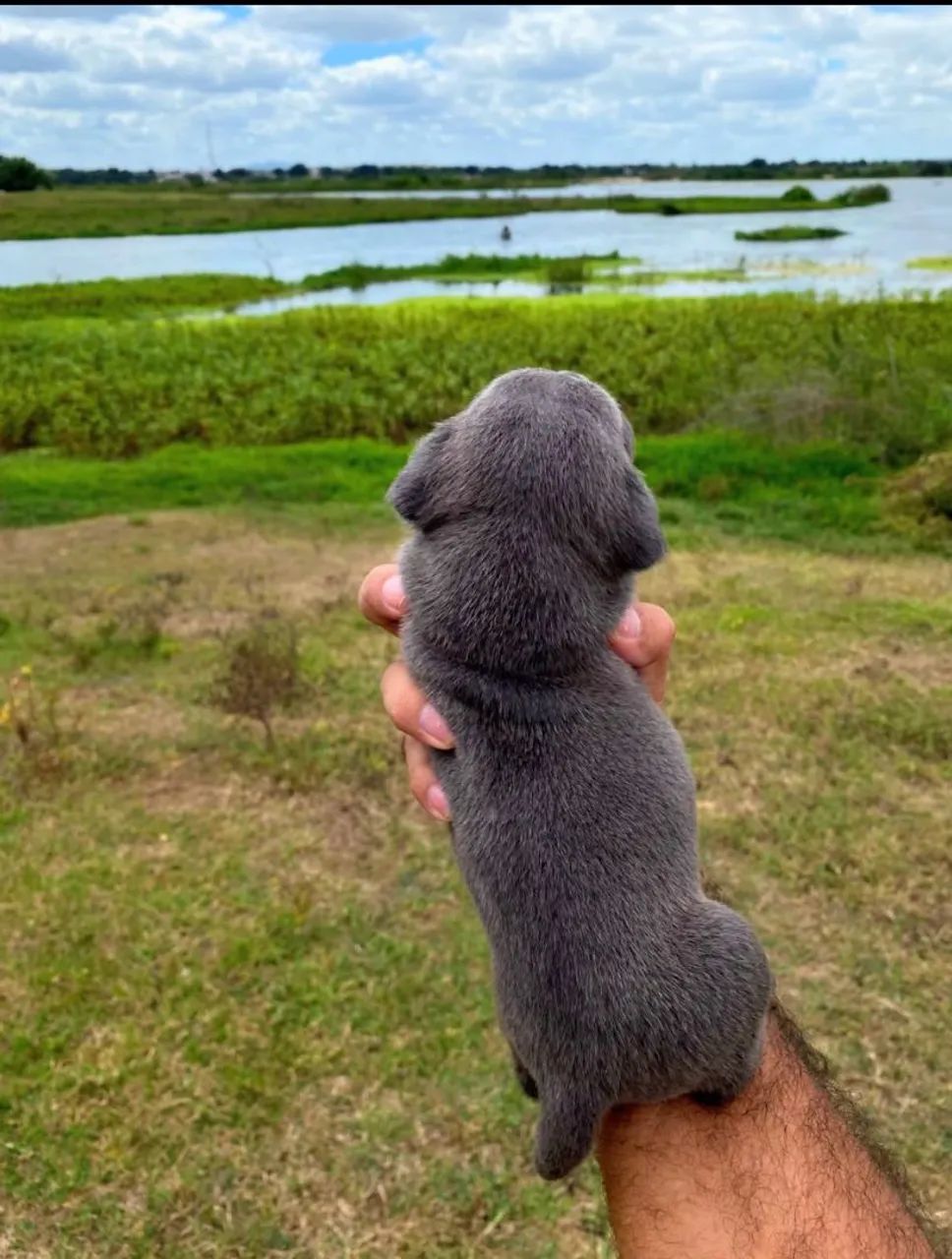 Filhotes de American Bully Pocket - Foto 5