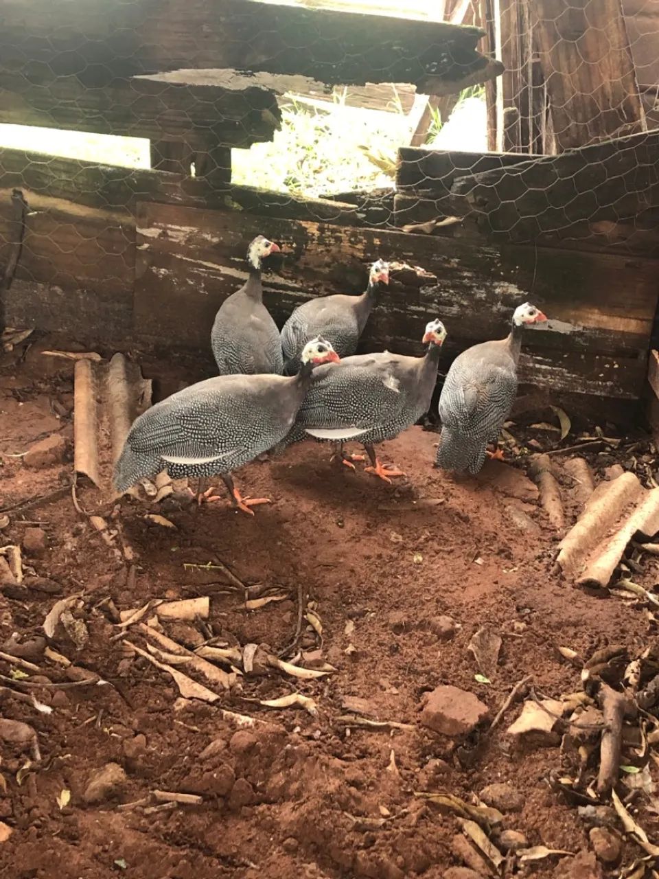 Galinha da Angola  - Foto 2