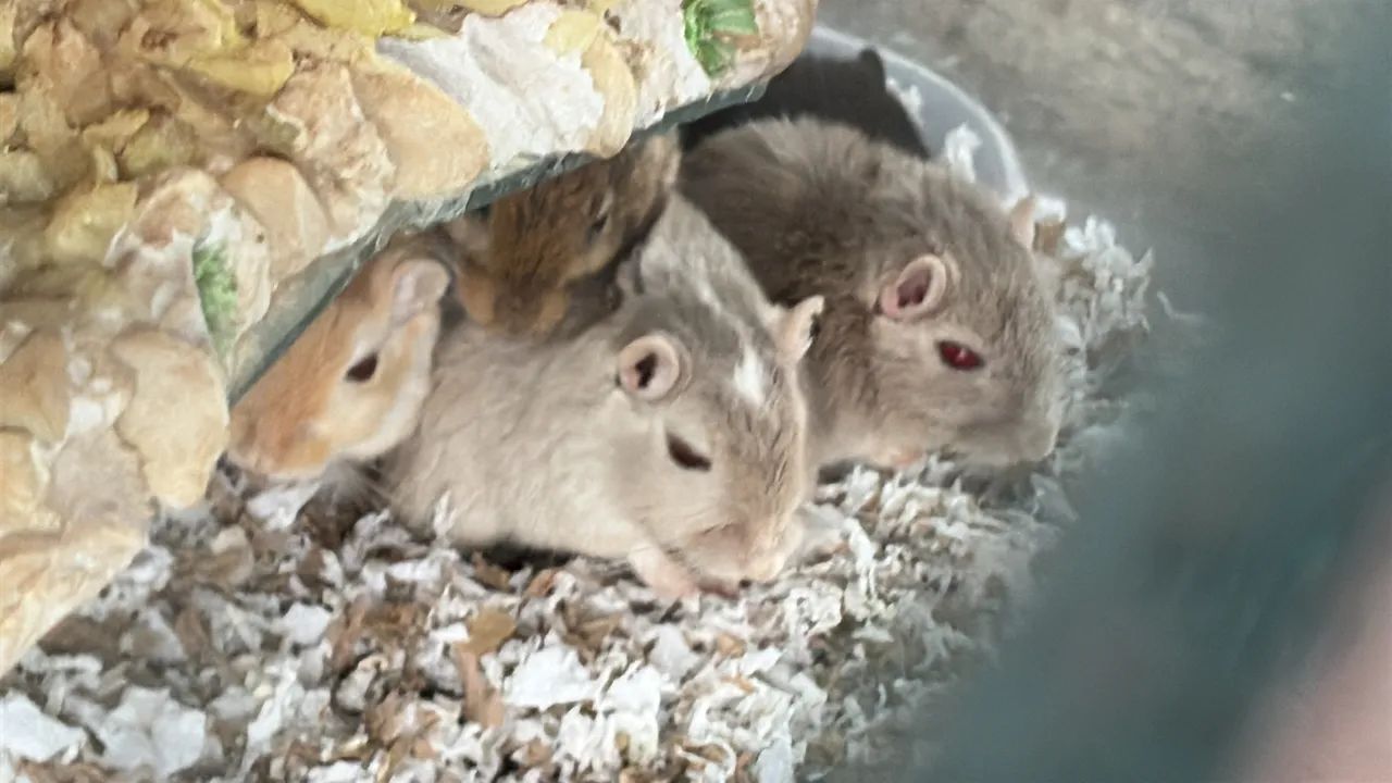 Gerbil, Esquilo da mongólia  - Foto 3