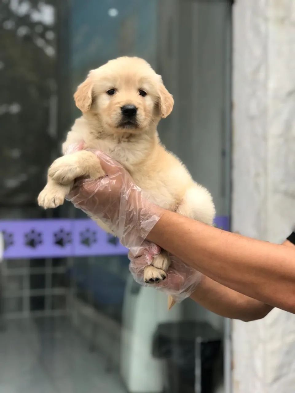 Golden Retriever com Pedigree e Saúde