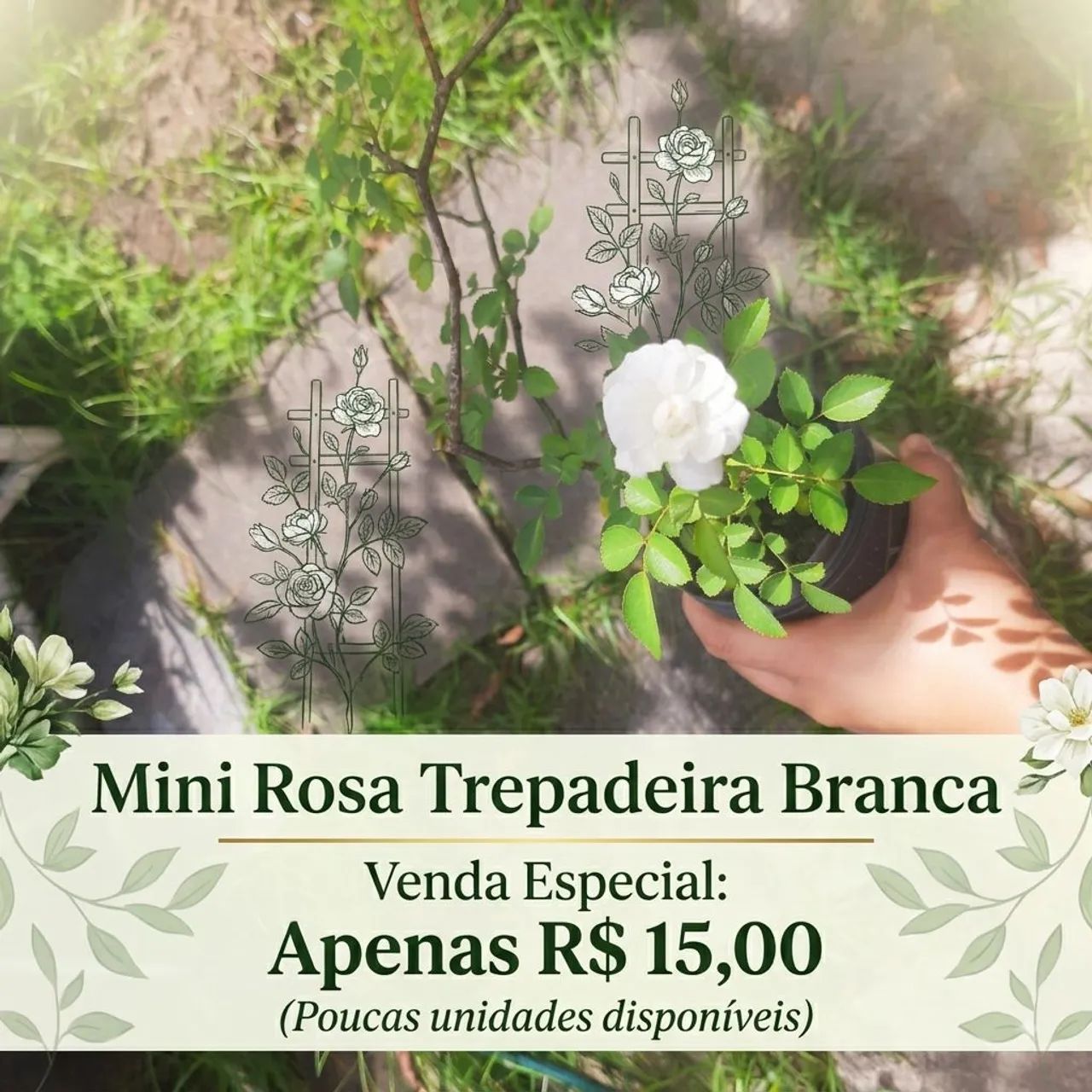 Mudas de Mini Rosa Trepadeira Branca 