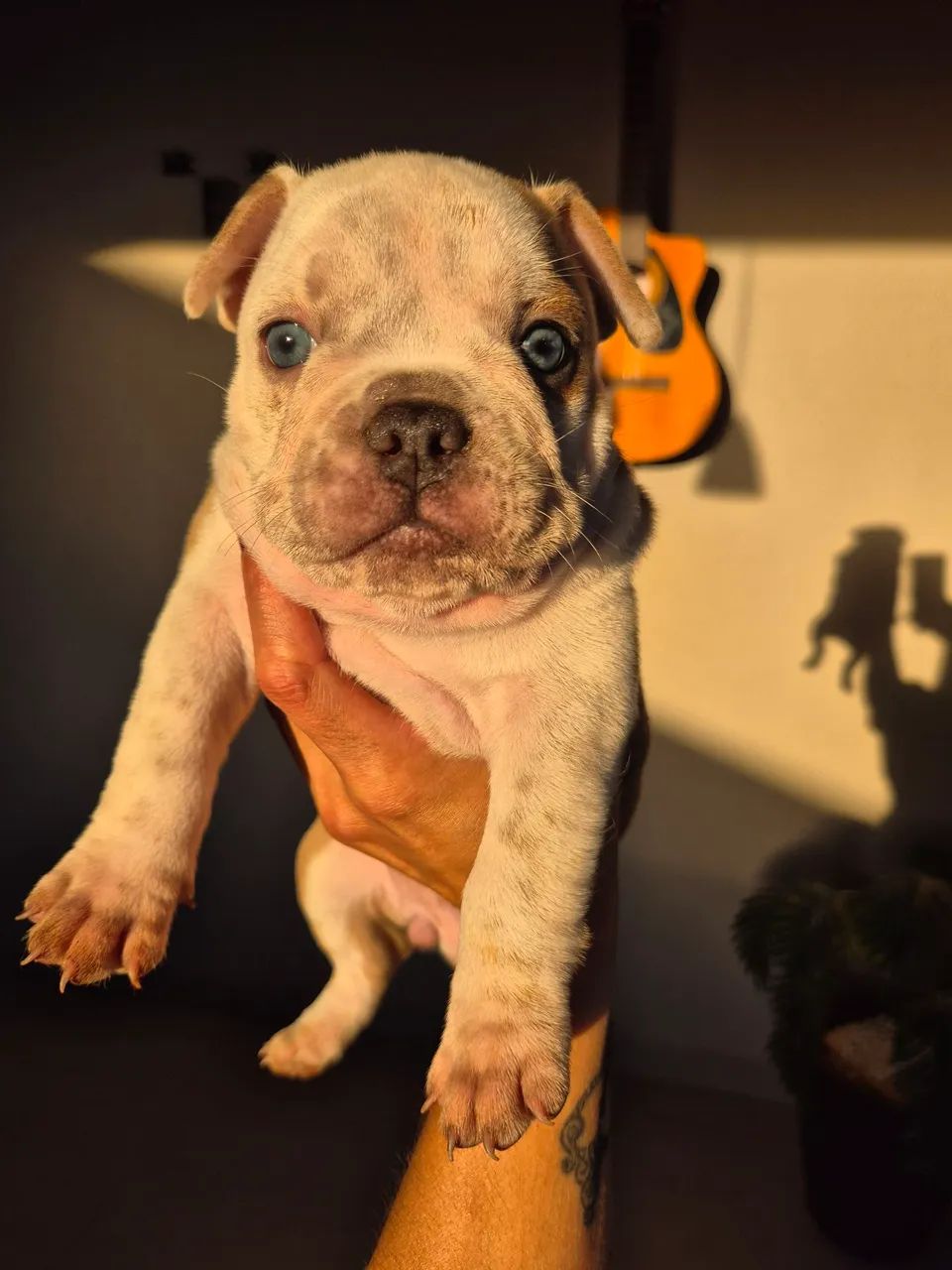 Filhotes de american bully