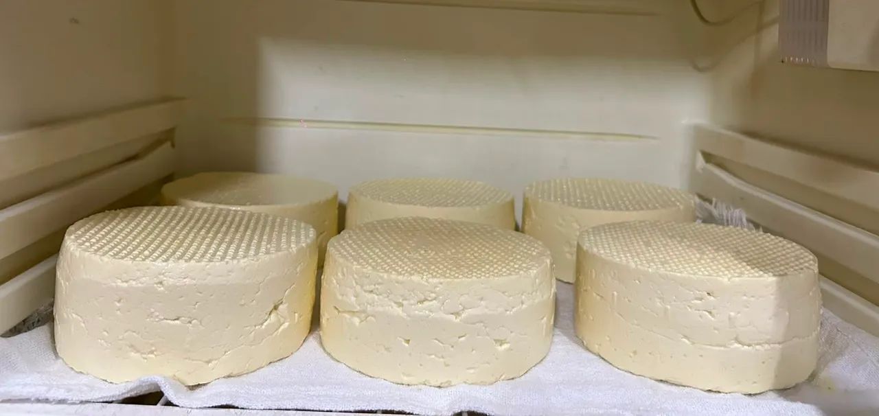 Queijo, leite e ovos 