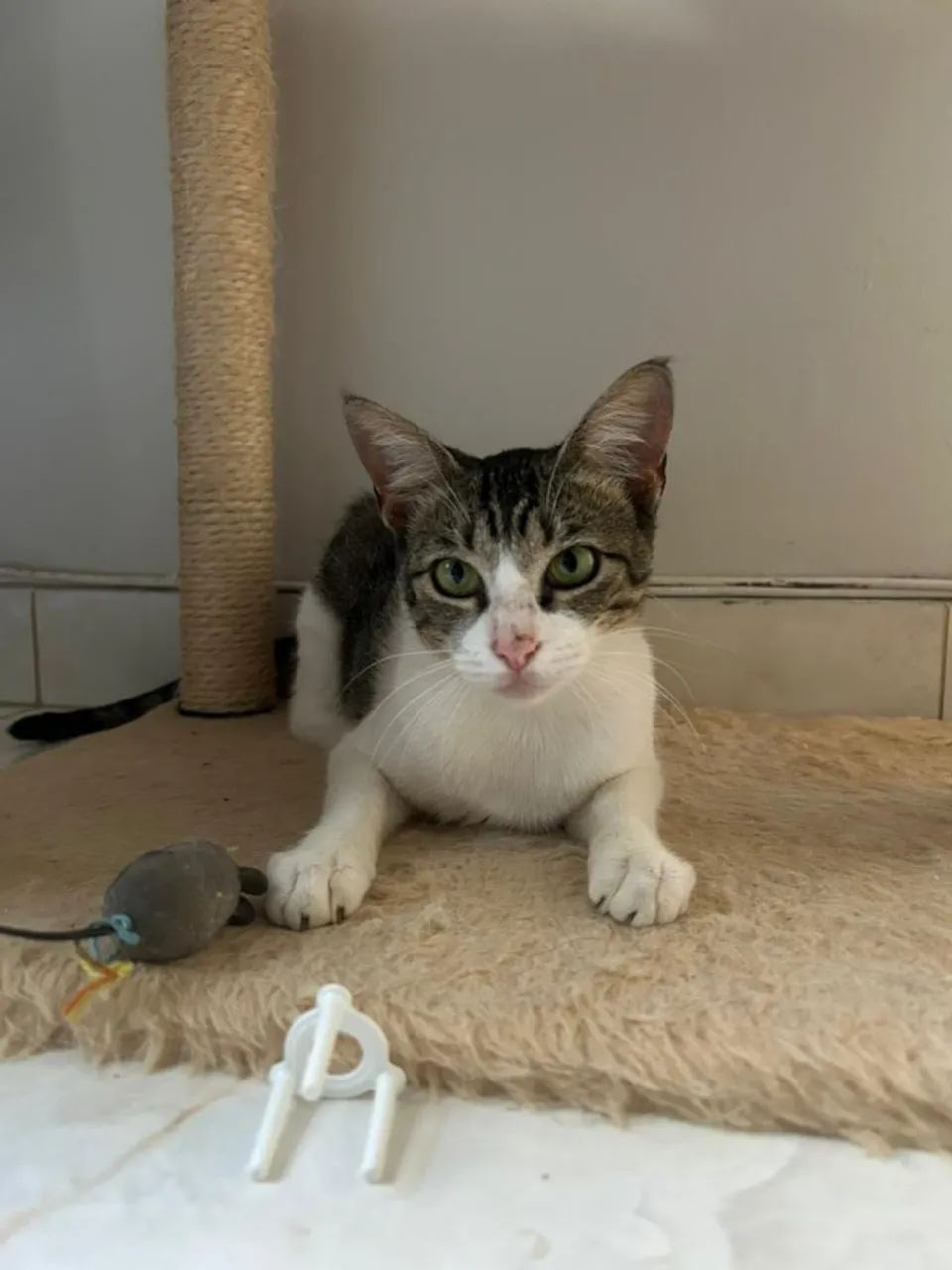 Gatinha castrada - Foto 2