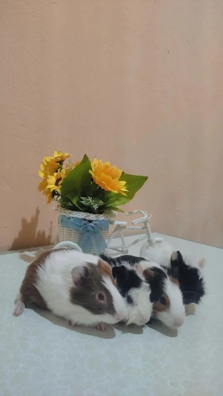 Porquinho da índia  - Foto 3