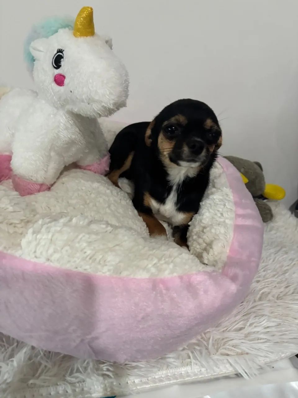 Chihuahua 8 meses 