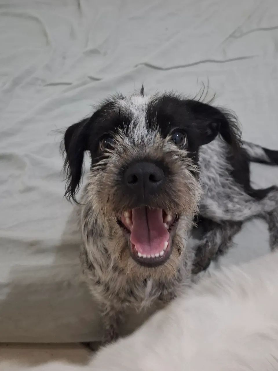 Cachorros para doação em conjunto 