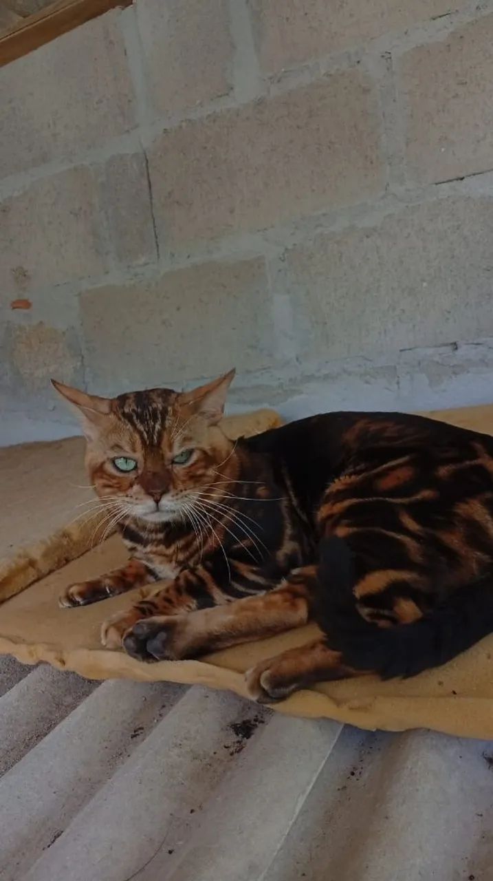 Gato Bengal macho - Foto 5