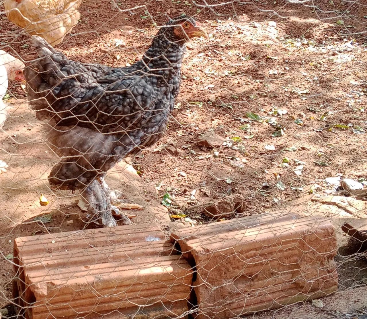 Frangos Brahmas