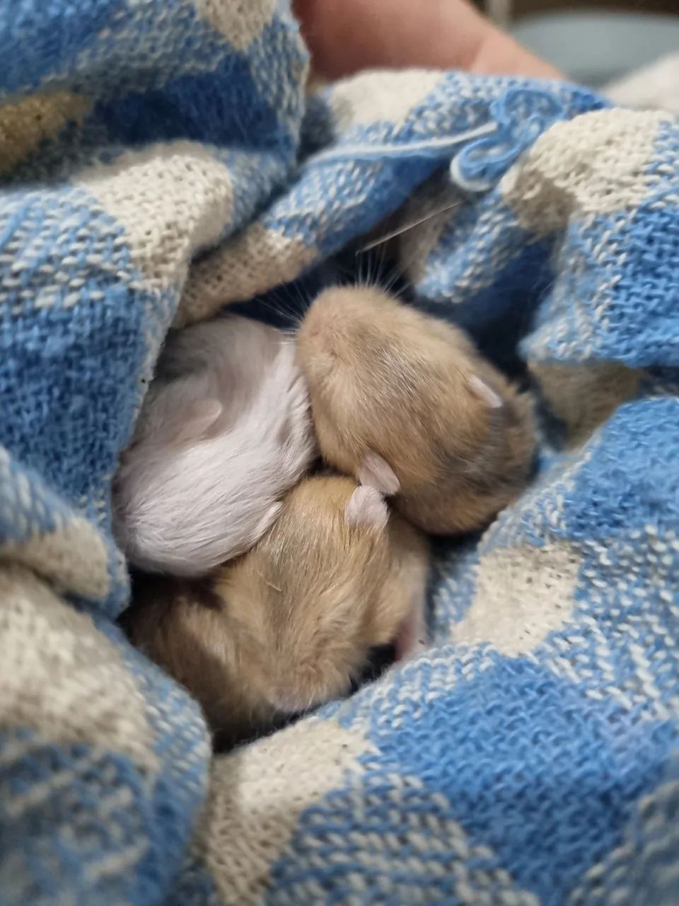 Hamster - anão russo - Foto 3