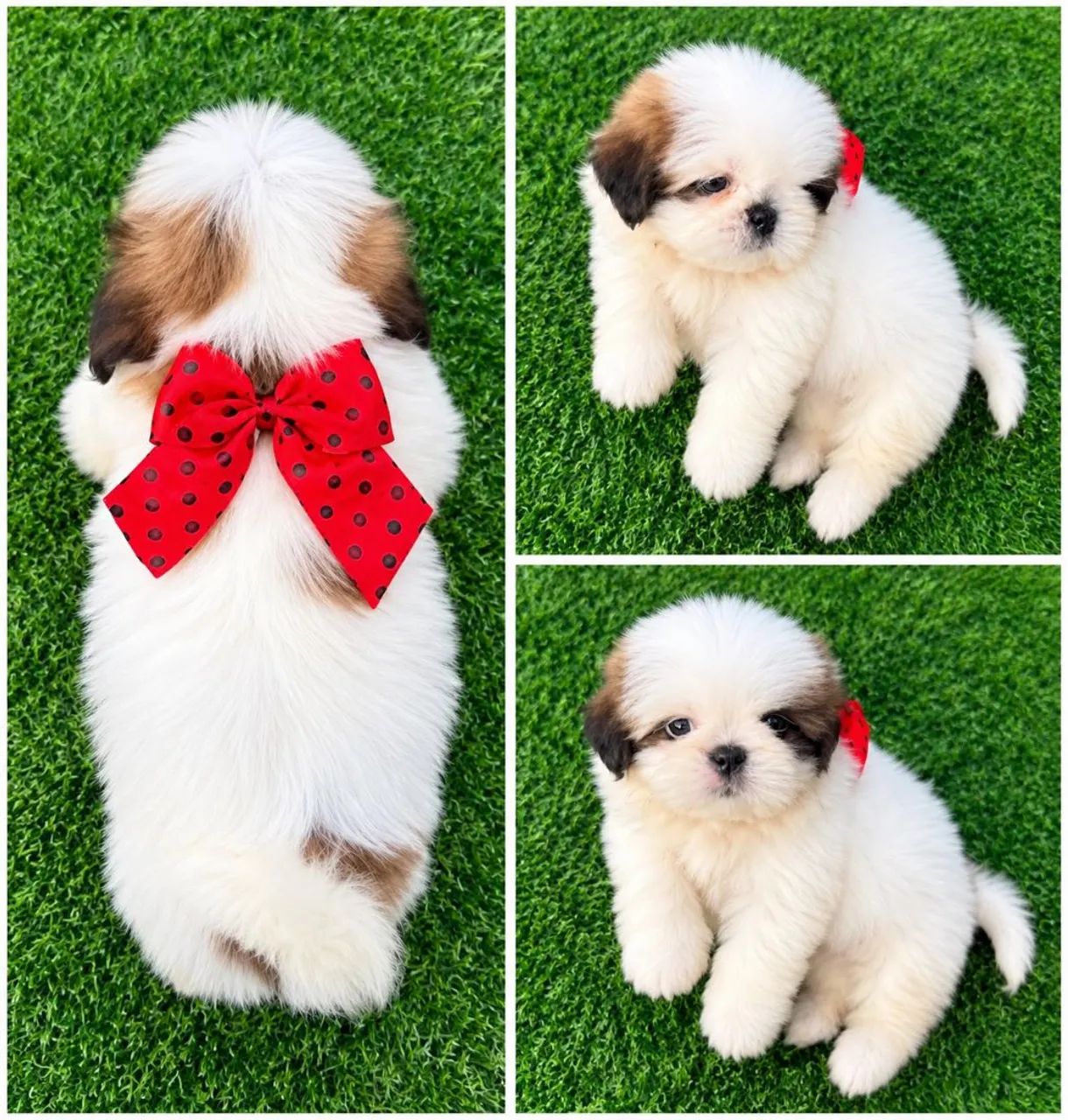 Shihtzu Machinho Mini